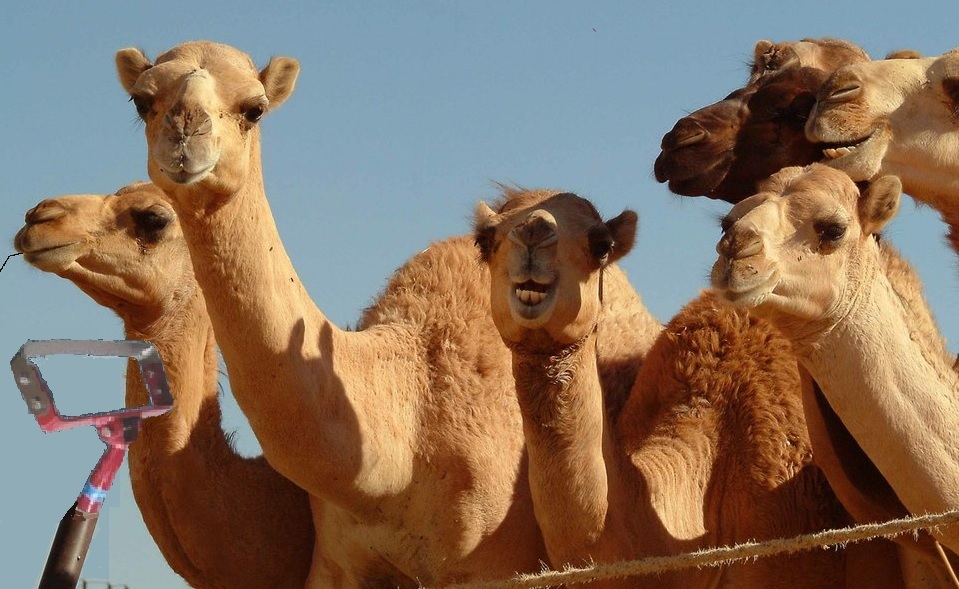 Al Ain Camel Market!